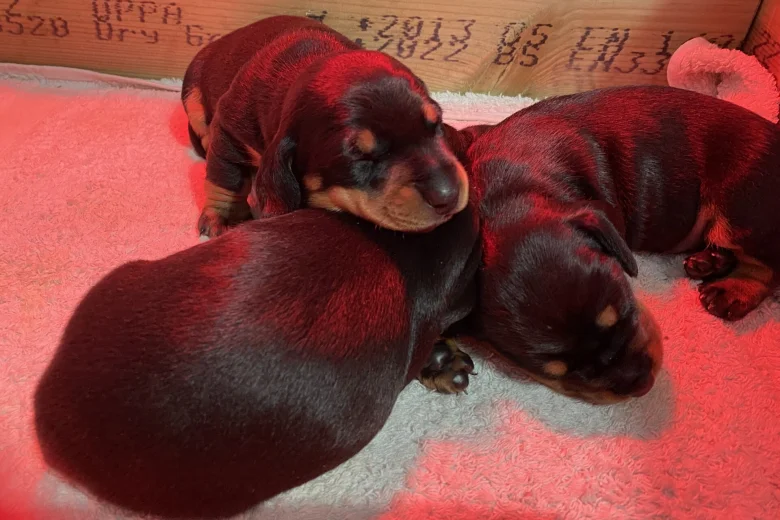 Dachshund (Miniature Smooth Haired)
