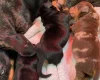 Dachshund (Miniature Smooth Haired)