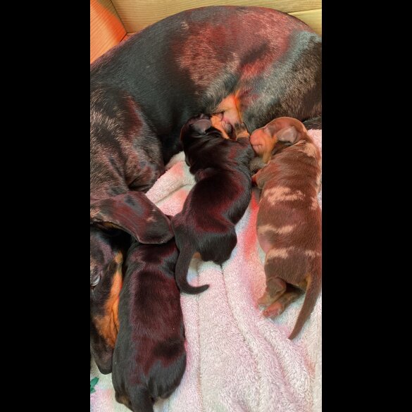 Dachshund (Miniature Smooth Haired)