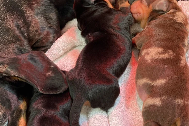 Dachshund (Miniature Smooth Haired)