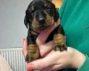 Dachshund (Miniature Smooth Haired)