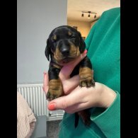 Dachshund (Miniature Smooth Haired)
