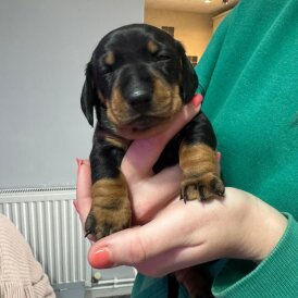 Dachshund (Miniature Smooth Haired)