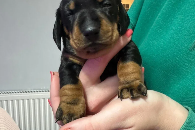 Dachshund (Miniature Smooth Haired)