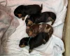 Dachshund (Miniature Smooth Haired)