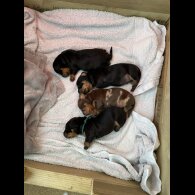 Dachshund (Miniature Smooth Haired)