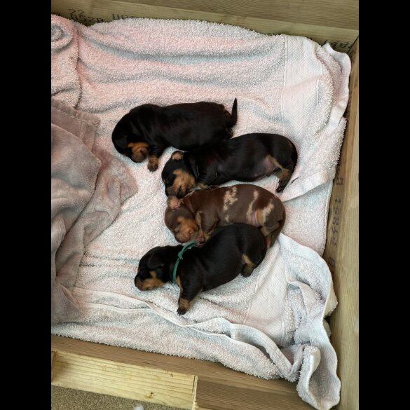 Dachshund (Miniature Smooth Haired)