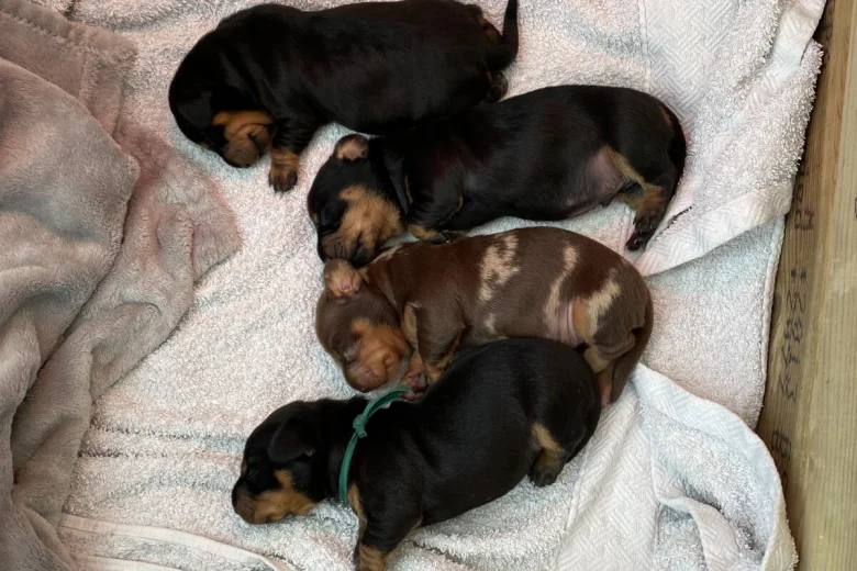 Dachshund (Miniature Smooth Haired)