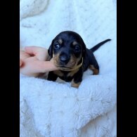 Dachshund (Miniature Smooth Haired)