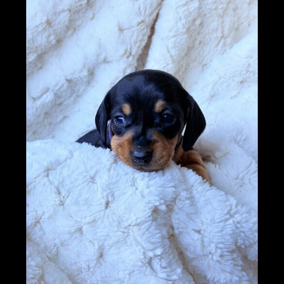 Dachshund (Miniature Smooth Haired)