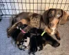 Dachshund (Miniature Smooth Haired)