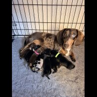 Dachshund (Miniature Smooth Haired)