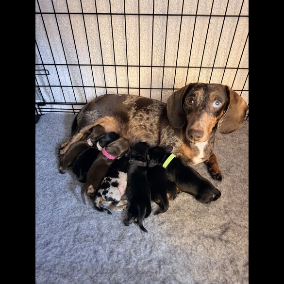 Dachshund (Miniature Smooth Haired)