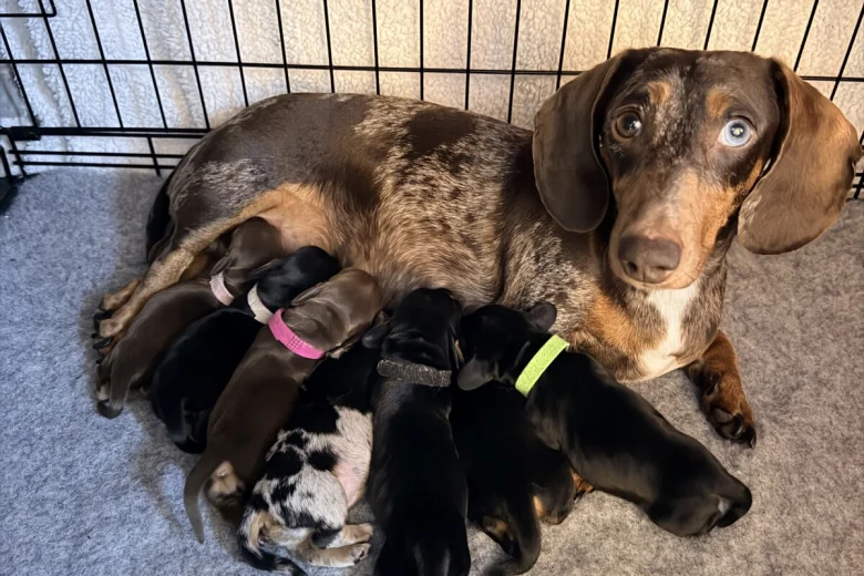 Dachshund (Miniature Smooth Haired)