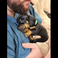 Dachshund (Miniature Smooth Haired)