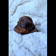 Dachshund (Miniature Smooth Haired)