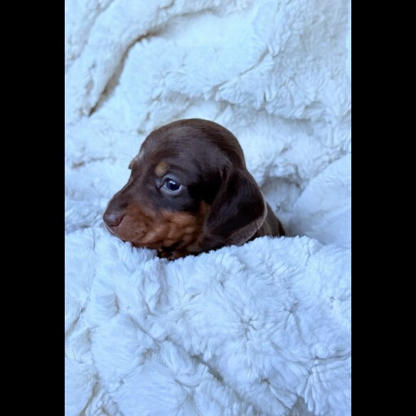 Dachshund (Miniature Smooth Haired)