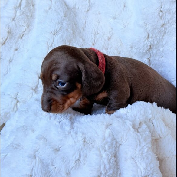 Dachshund (Miniature Smooth Haired)
