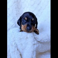 Dachshund (Miniature Smooth Haired)