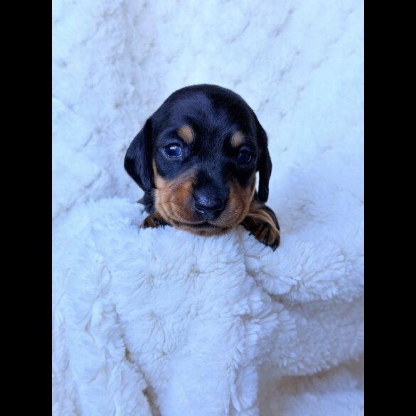 Dachshund (Miniature Smooth Haired)