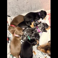 Dachshund (Miniature Smooth Haired)