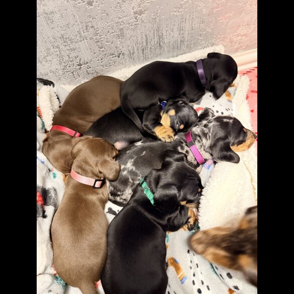 Dachshund (Miniature Smooth Haired)