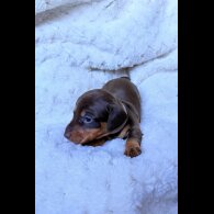 Dachshund (Miniature Smooth Haired)