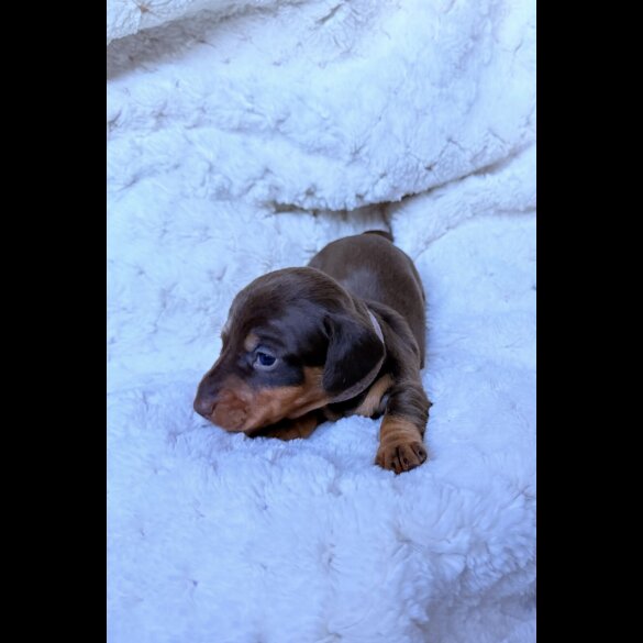 Dachshund (Miniature Smooth Haired)