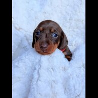 Dachshund (Miniature Smooth Haired)