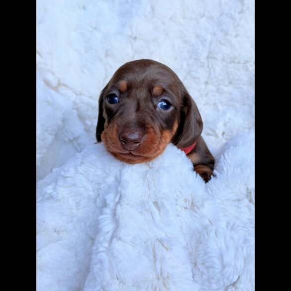 Dachshund (Miniature Smooth Haired)