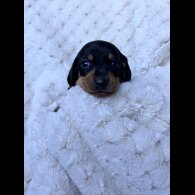 Dachshund (Miniature Smooth Haired)