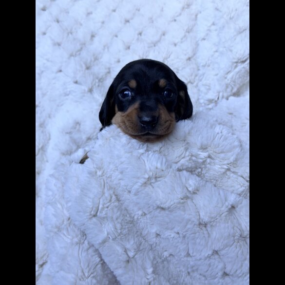 Dachshund (Miniature Smooth Haired)