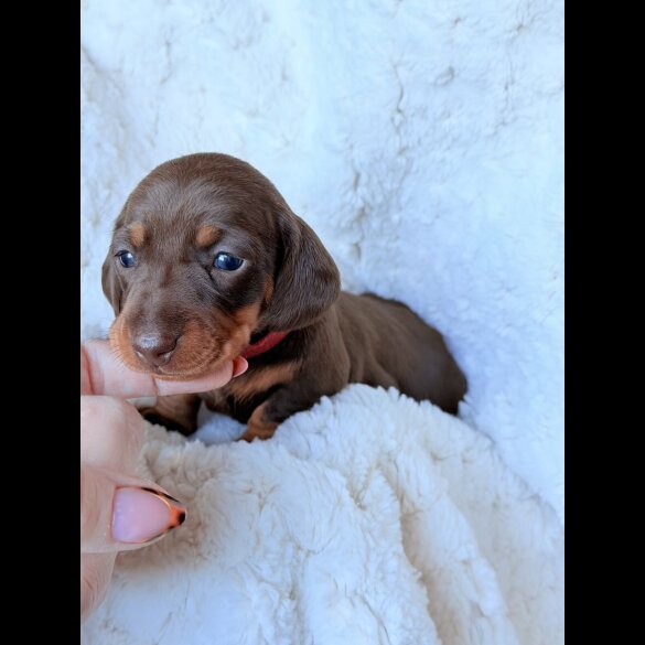 Dachshund (Miniature Smooth Haired)