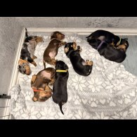 Dachshund (Miniature Smooth Haired)