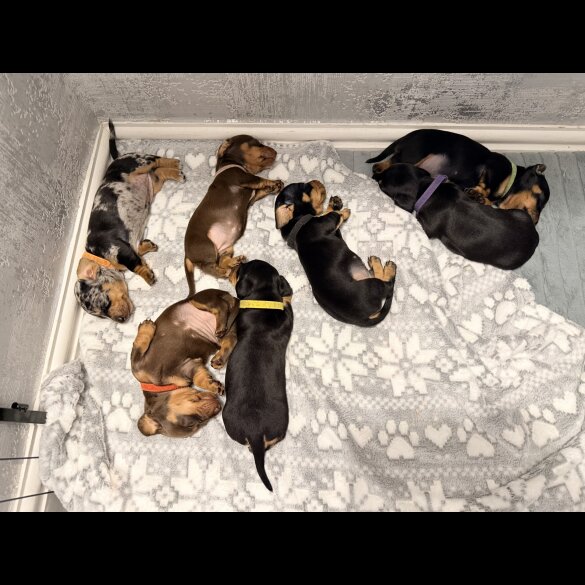 Dachshund (Miniature Smooth Haired)