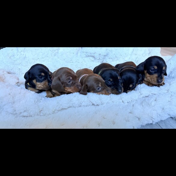 Dachshund (Miniature Smooth Haired)