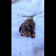 Dachshund (Miniature Smooth Haired)