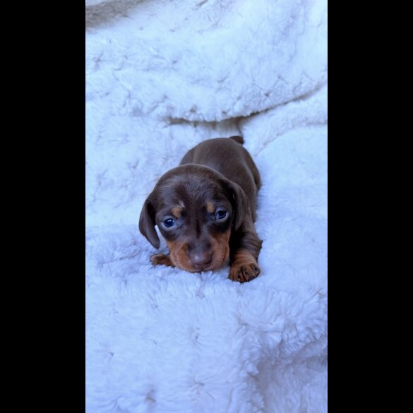 Dachshund (Miniature Smooth Haired)