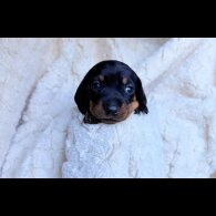 Dachshund (Miniature Smooth Haired)