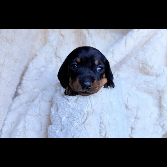 Dachshund (Miniature Smooth Haired)