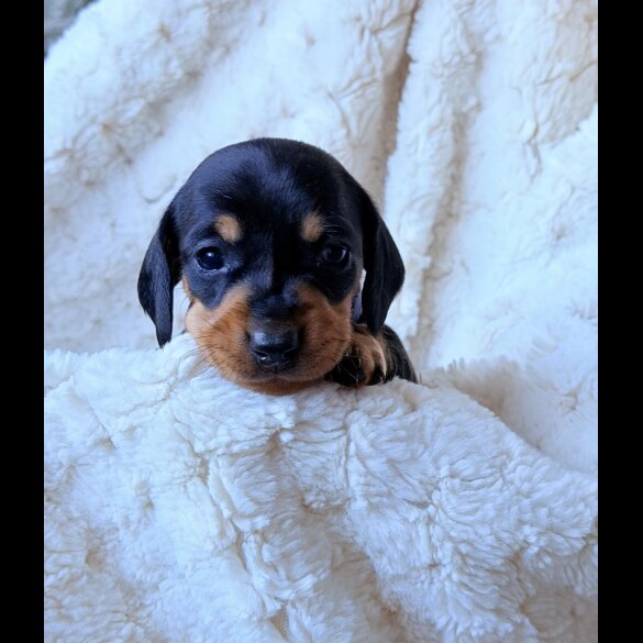 Dachshund (Miniature Smooth Haired)