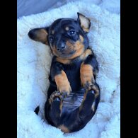 Dachshund (Miniature Smooth Haired)