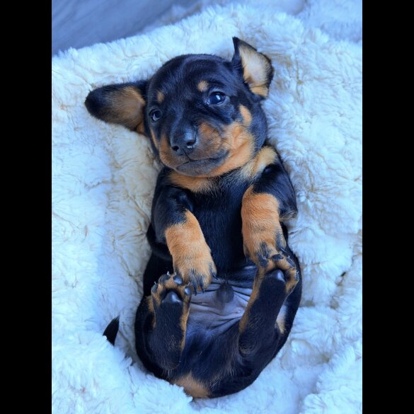 Dachshund (Miniature Smooth Haired)