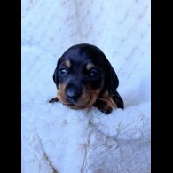 Dachshund (Miniature Smooth Haired)