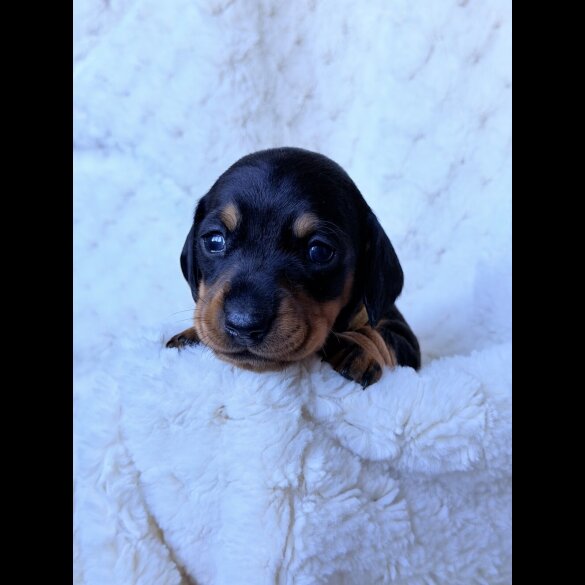 Dachshund (Miniature Smooth Haired)