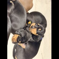 Dachshund (Miniature Smooth Haired)
