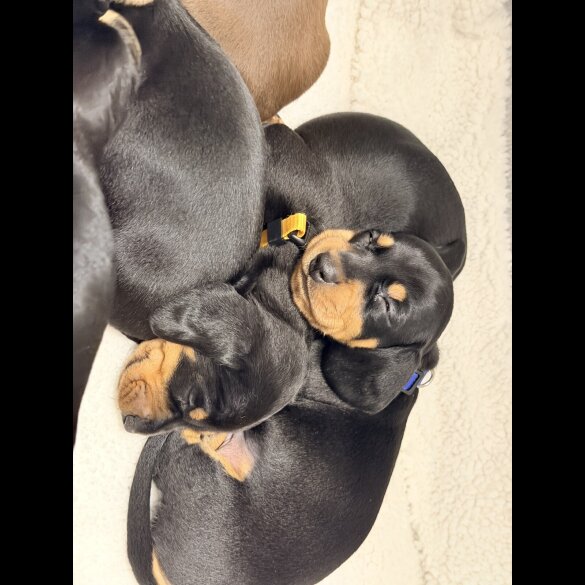 Dachshund (Miniature Smooth Haired)