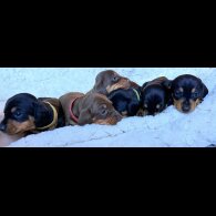 Dachshund (Miniature Smooth Haired)