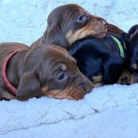 Dachshund (Miniature Smooth Haired)