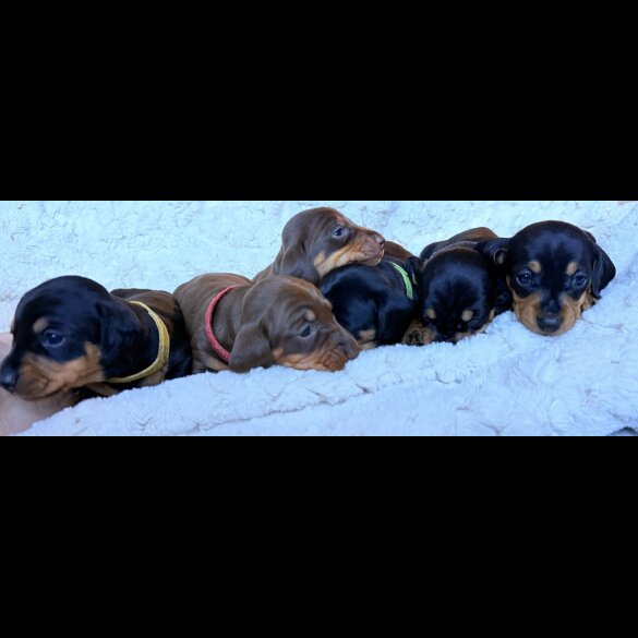 Dachshund (Miniature Smooth Haired)